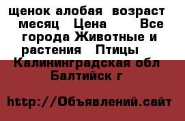 щенок алобая .возраст 1 месяц › Цена ­ 7 - Все города Животные и растения » Птицы   . Калининградская обл.,Балтийск г.